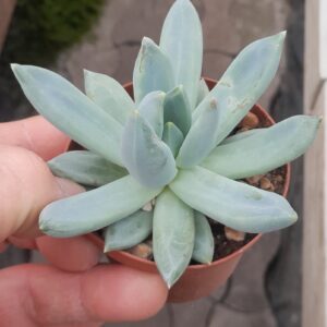 Pachyveria glauca