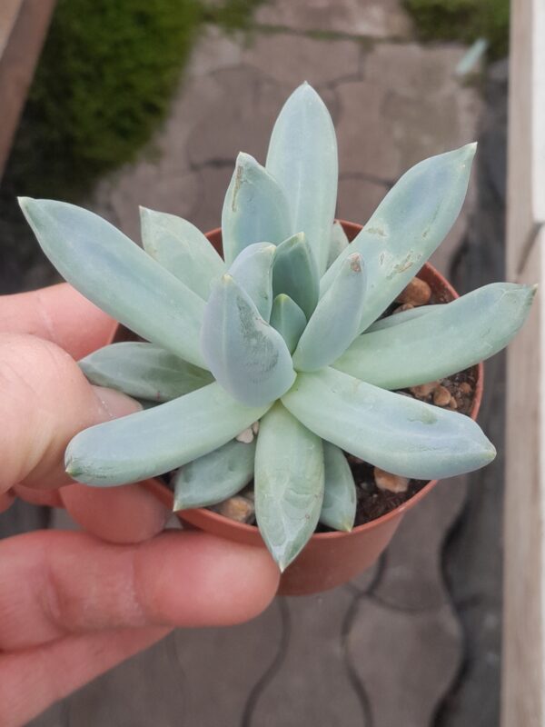 Pachyveria glauca