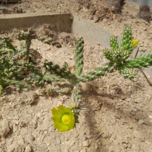 Cylindropuntia whipplei