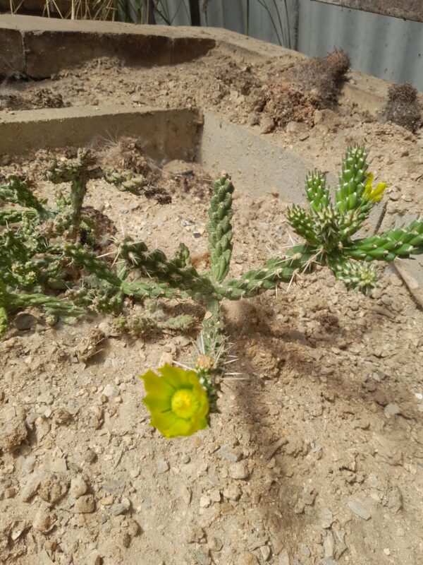 Cylindropuntia whipplei