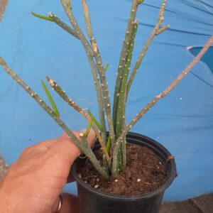 Lepismium lumbricoides