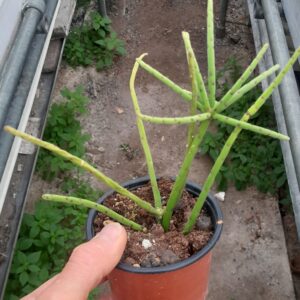 Rhipsalis grandiflora