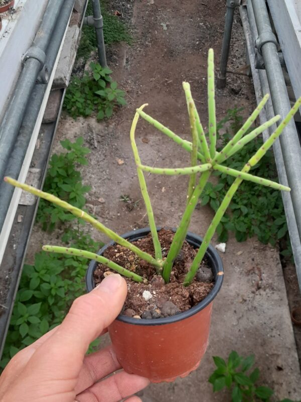 Rhipsalis grandiflora