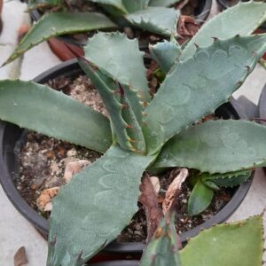 Agave neomexicana