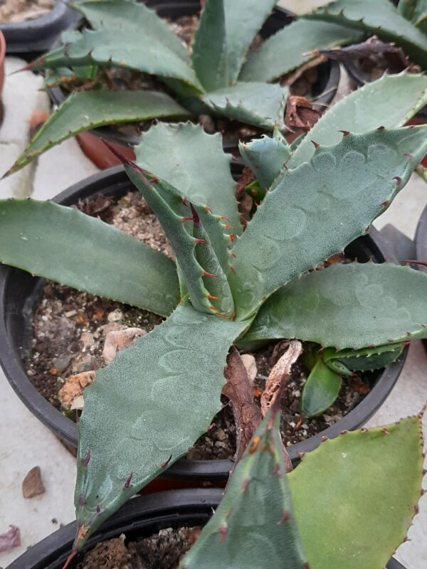 Agave neomexicana