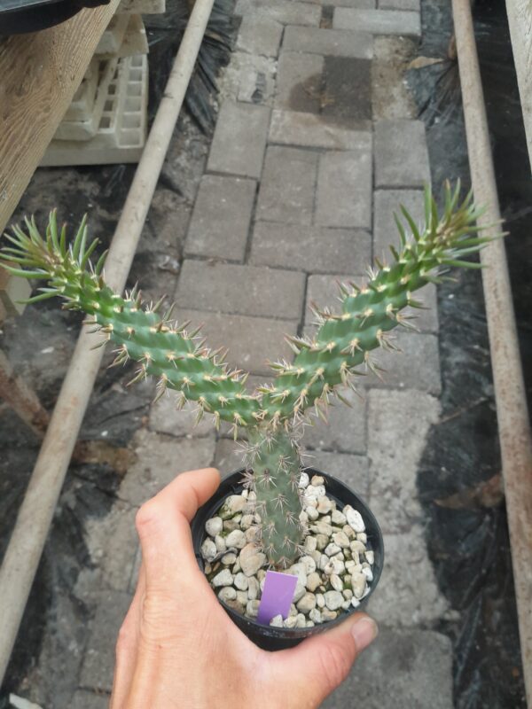 Cylindropuntia spinosior
