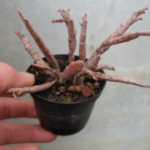 Euphorbia platyclada
