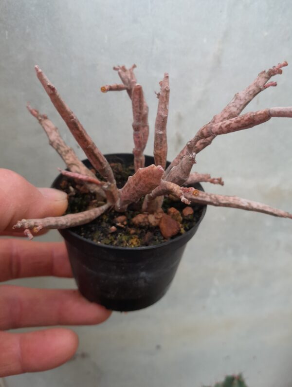 Euphorbia platyclada