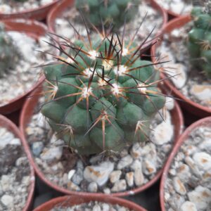 Copiapoa bridgesii