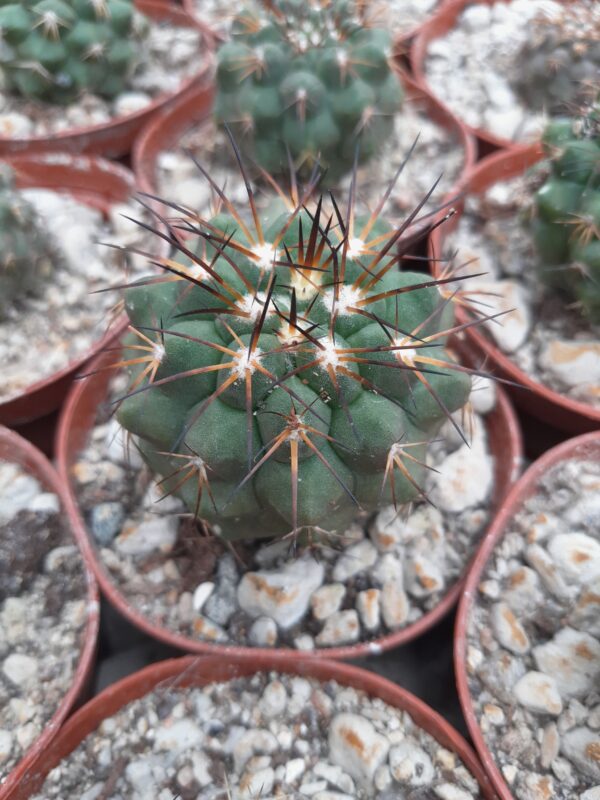 Copiapoa bridgesii