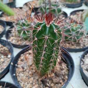 Echinocereus polyacanthus