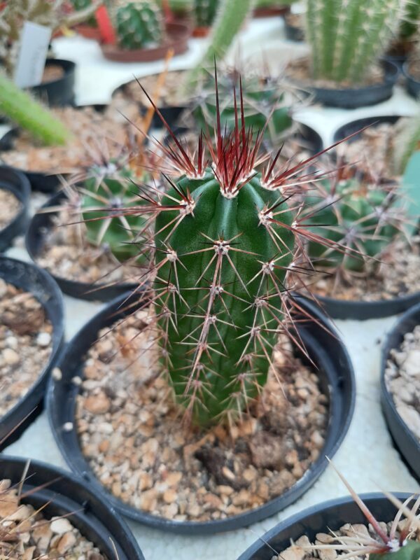 Echinocereus polyacanthus