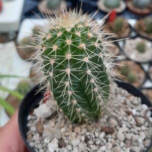 Echinocereus ortegae ssp. koehresianus