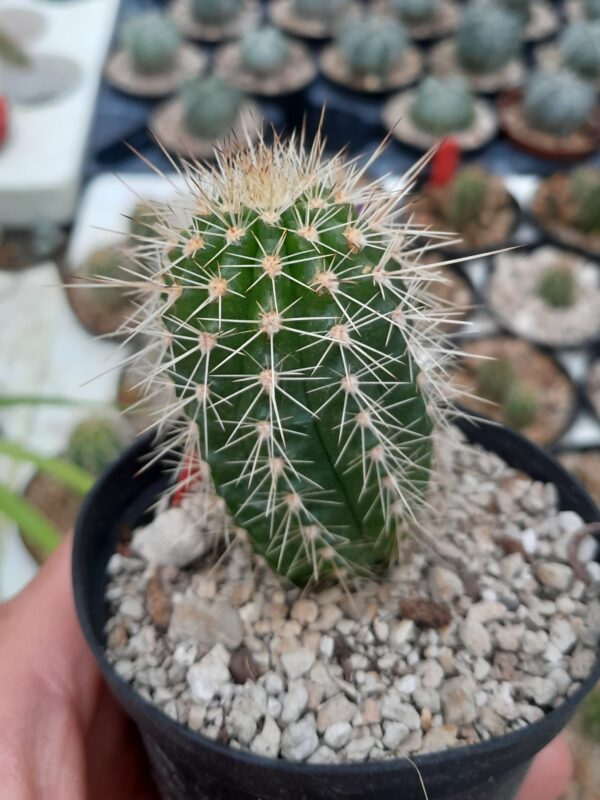 Echinocereus ortegae ssp. koehresianus