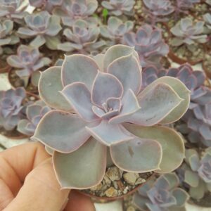 Echeveria cv. Perle von Nürnberg