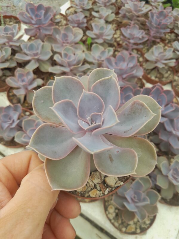 Echeveria cv. Perle von Nürnberg
