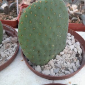 Opuntia microdasys cv. Caress