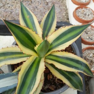 Agave lophantha f. quadricolor