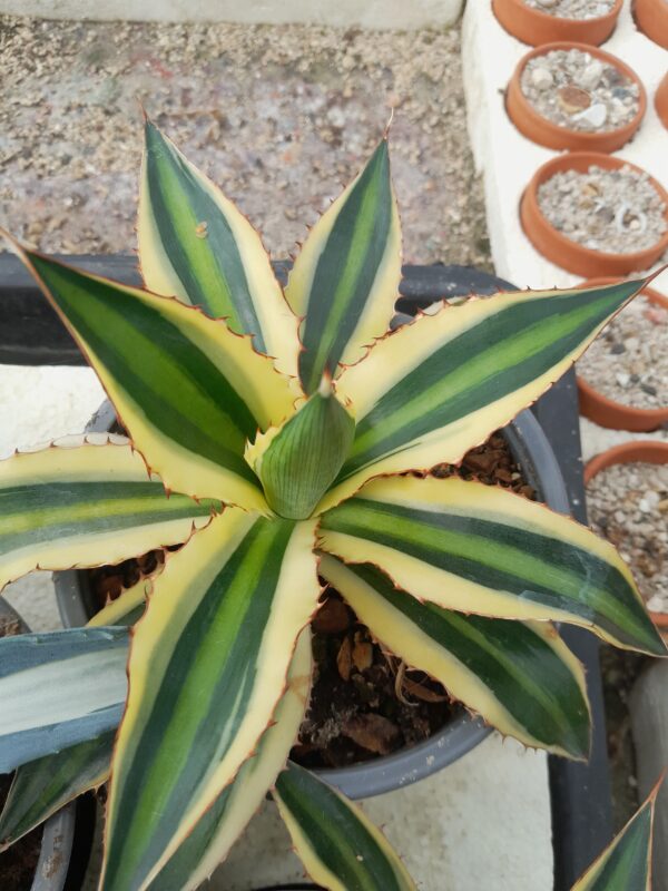 Agave lophantha f. quadricolor