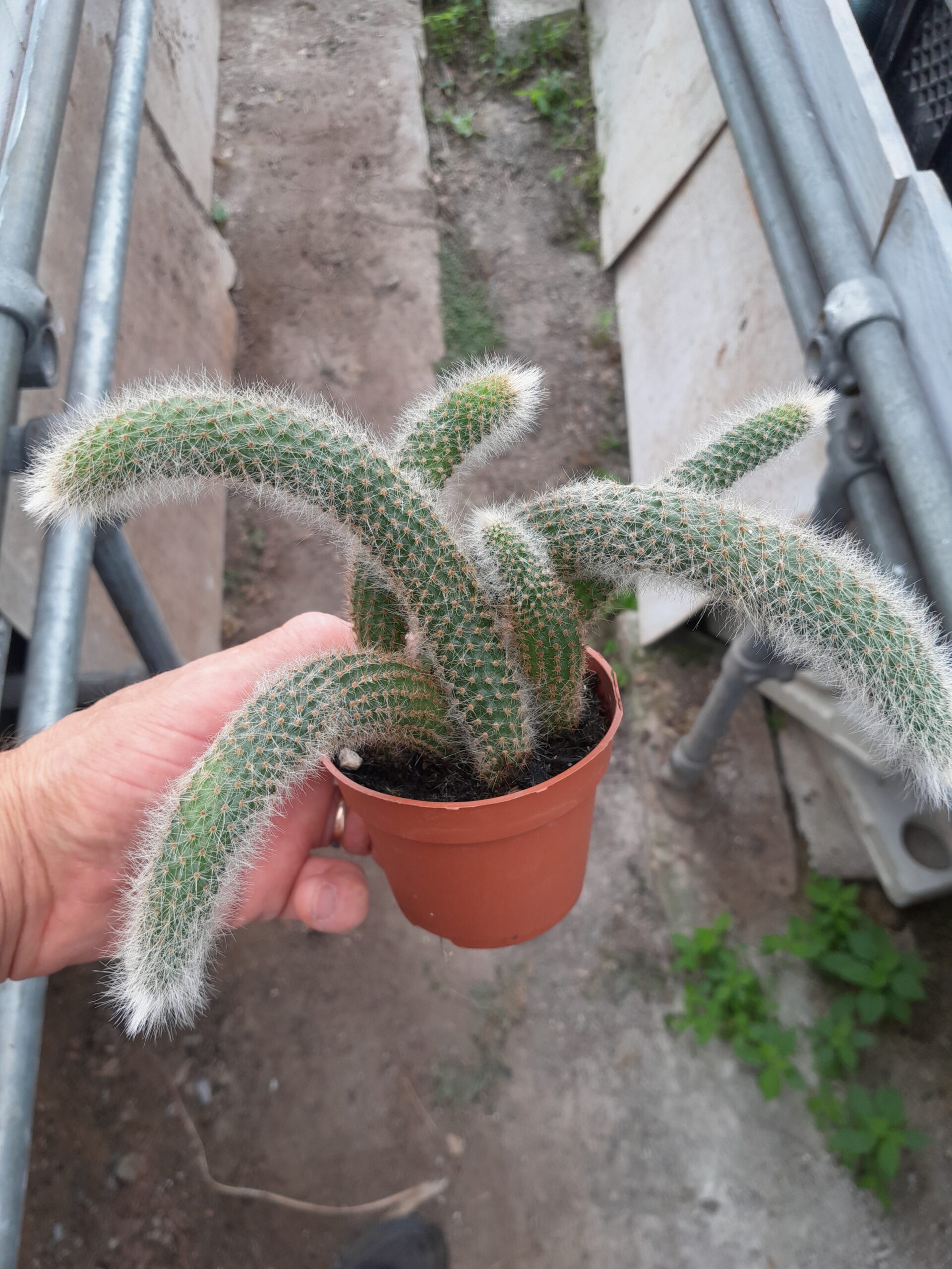 Cleistocactus winteri ssp. colademononis