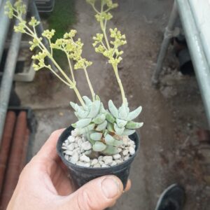 Crassula deceptor "Cornuta"