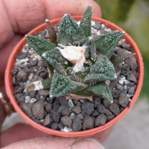 Ariocarpus hintonii, Matehuala, SLP
