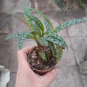 Ledebouria socialis