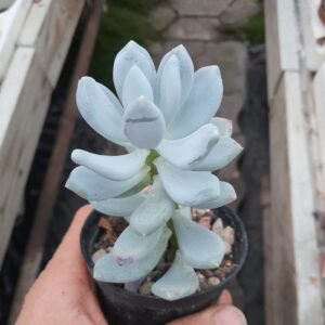 Graptopetalum amethystinum
