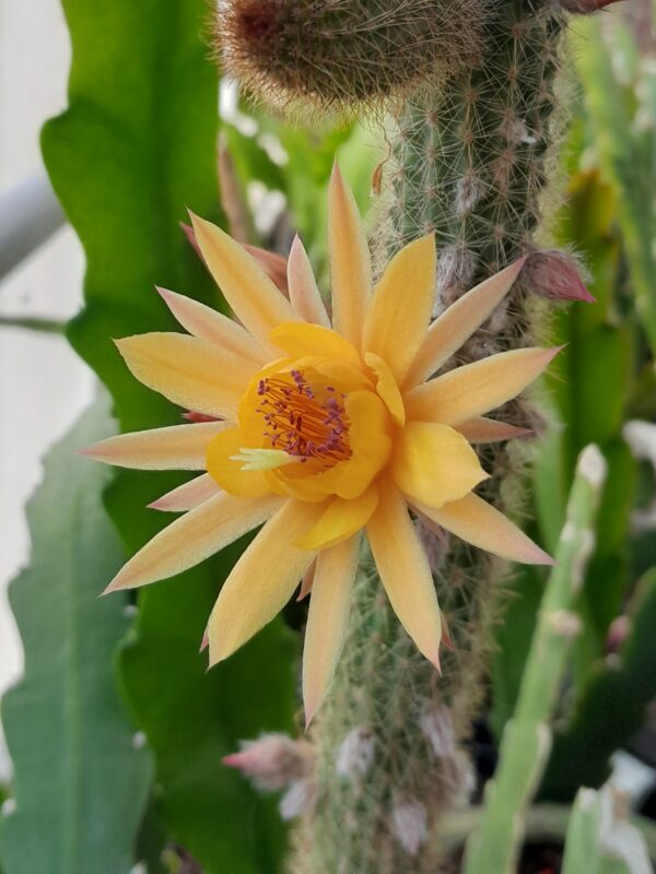 Hildewintera cv. Humkes Kleine Gelbe