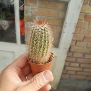 Echinocereus reichenbachii ssp. baileyi, DJF1327, Oklahoma