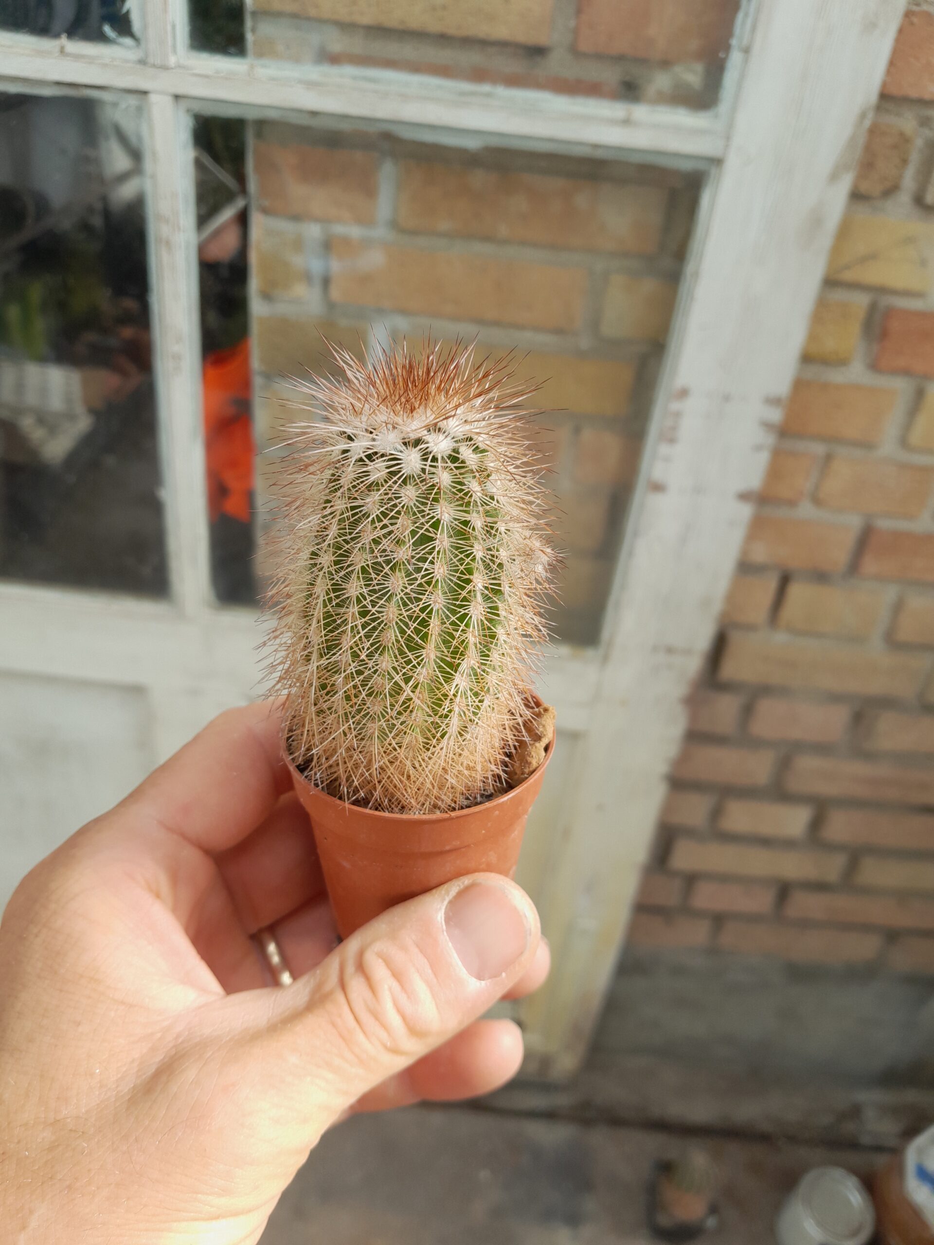 Echinocereus reichenbachii ssp. baileyi, DJF1327, Oklahoma