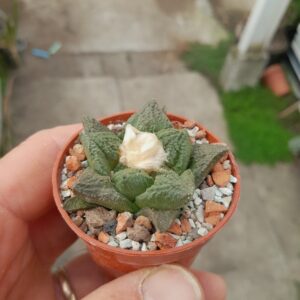 Ariocarpus fissuratus