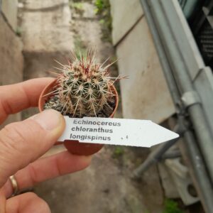 Echinocereus viridiflorus ssp chloranthus "longispinus"