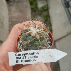 Coryphantha poselgeriana v. valida DM47, El Hundido
