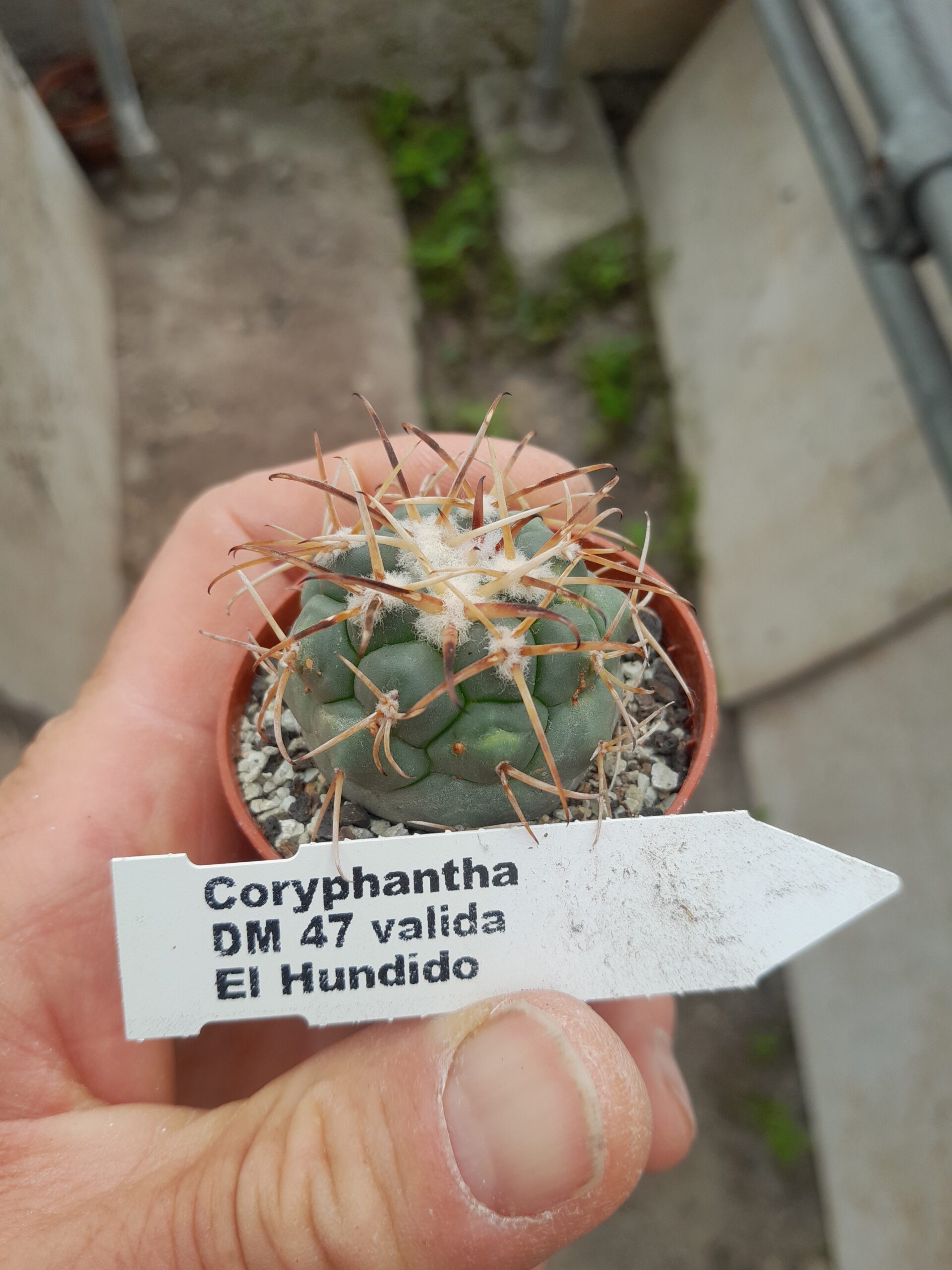 Coryphantha poselgeriana v. valida DM47, El Hundido