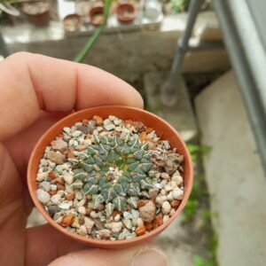 Ariocarpus kotschoubeyanus f. albiflorus