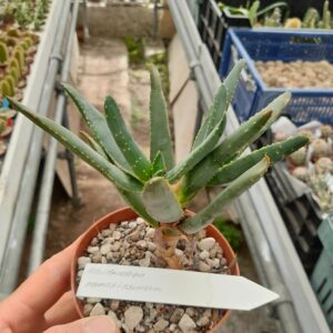 Aloe ramosissima