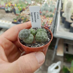 Maihueniopsis bonniae f. inermis