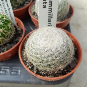Mammillaria lenta