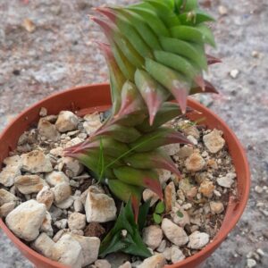 Haworthia viscosa
