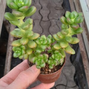 Sedum lucidum f. obesum
