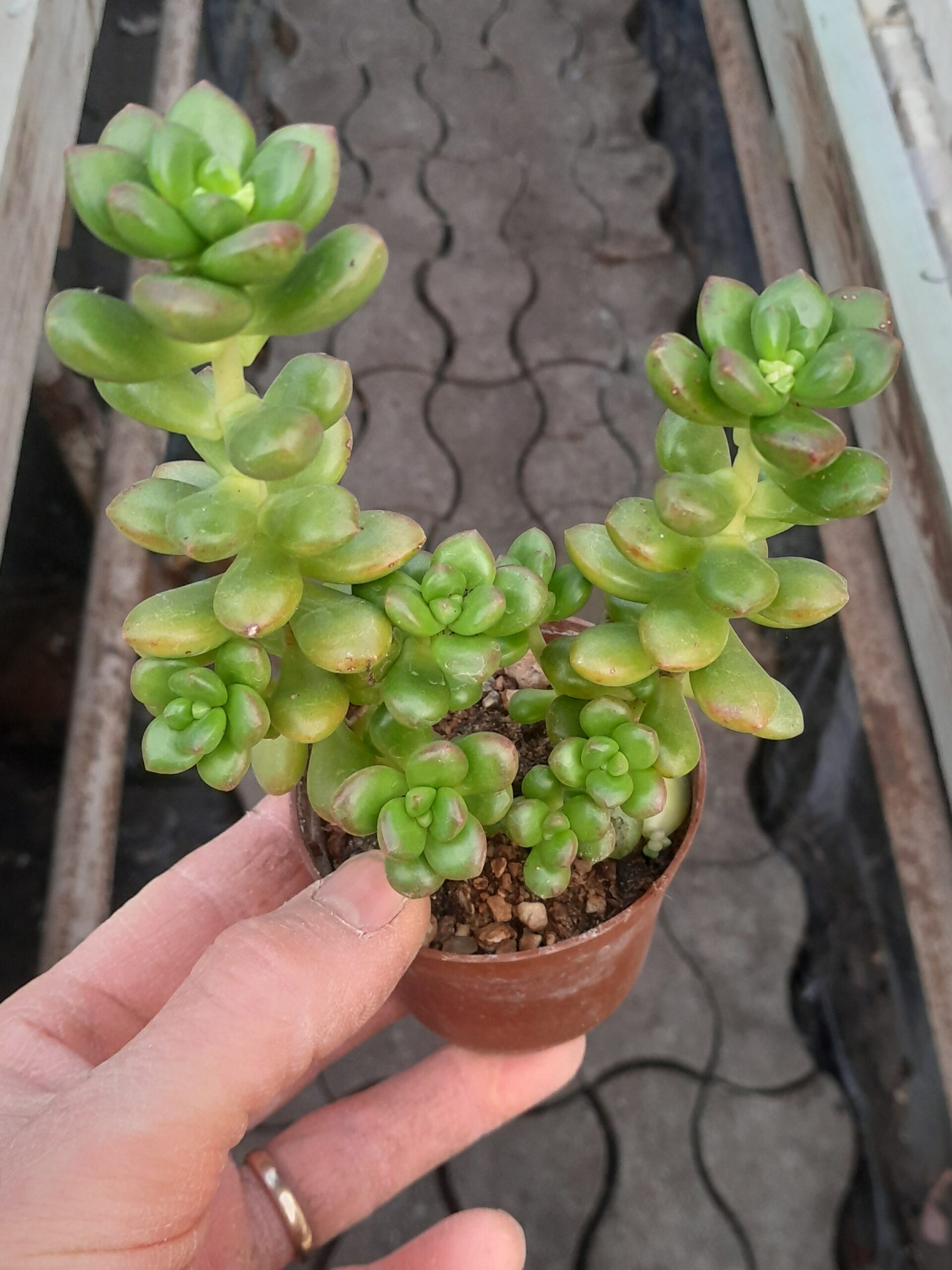 Sedum lucidum f. obesum