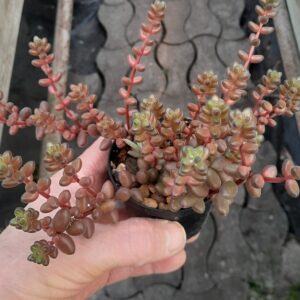 Sedum stahlii