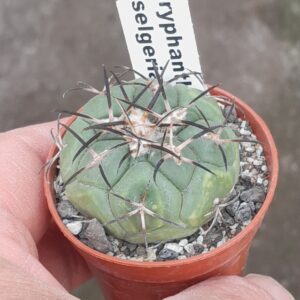 Coryphantha poselgeriana