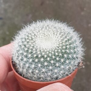 Parodia haselbergii (=Brasilicactus haselbergii)