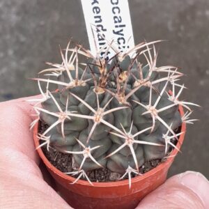 Gymnocalycium schickendantzii