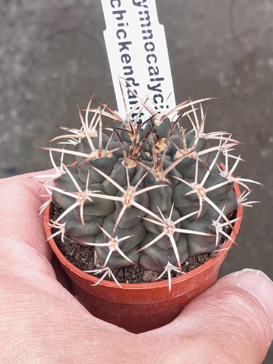 Gymnocalycium schickendantzii