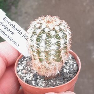 Escobaria vivipara f. neomexicana