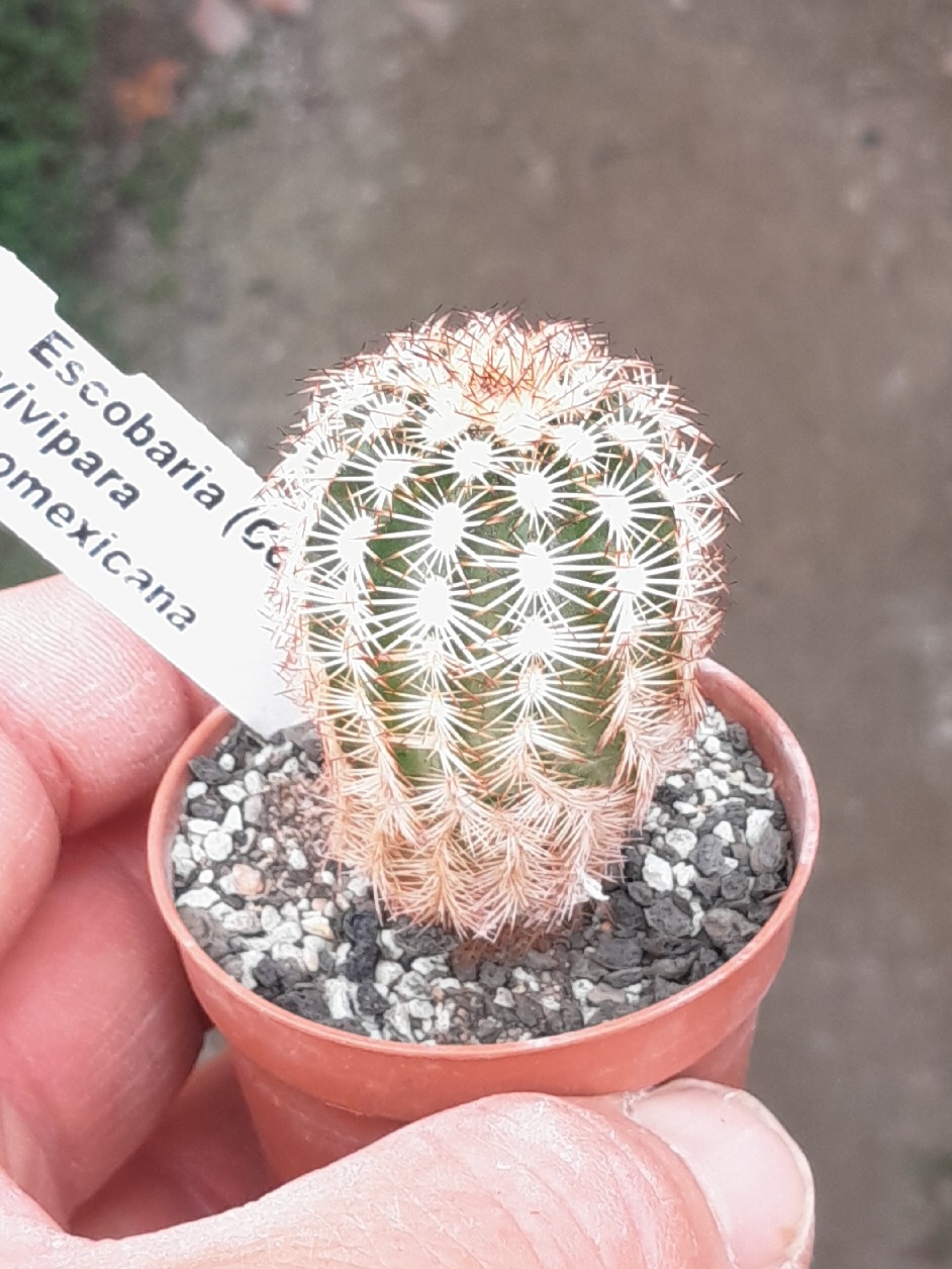 Escobaria vivipara f. neomexicana