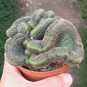 Echinopsis (=Lobivia) sp. f. Cristata
